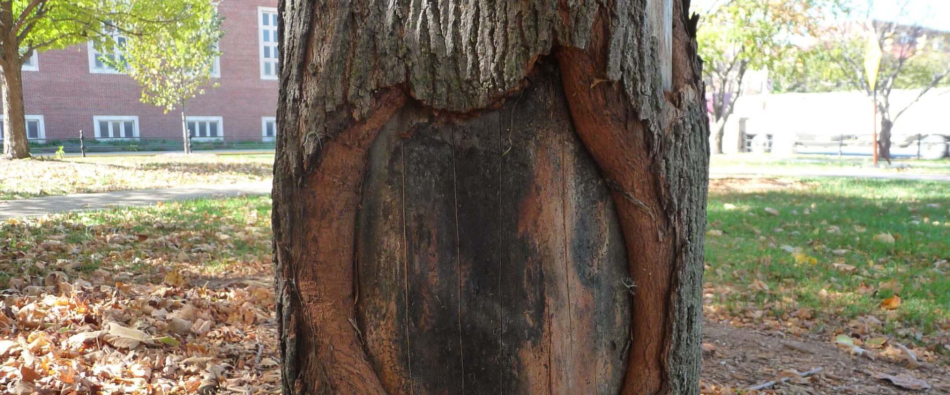 How does a tree repair itself from damage?
