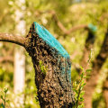 How long does it take for a tree to recover from pruning?