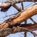 What are the signs that a tree is dying?