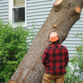 How much can you trim off the top of a tree?