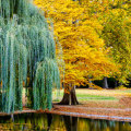 Are weeping willow trees hard to maintain?