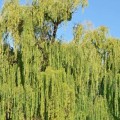 Will a willow tree grow in sandy soil?