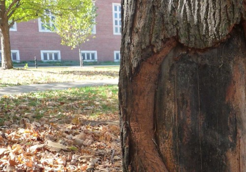 Can a tree repair itself?