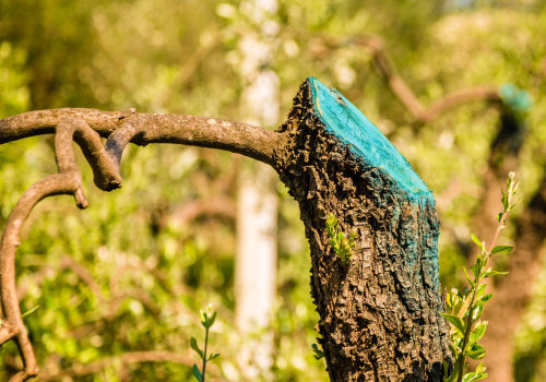 How long does it take for a tree to recover from pruning?