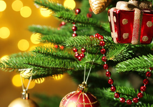 How do you keep a christmas tree alive indoors?