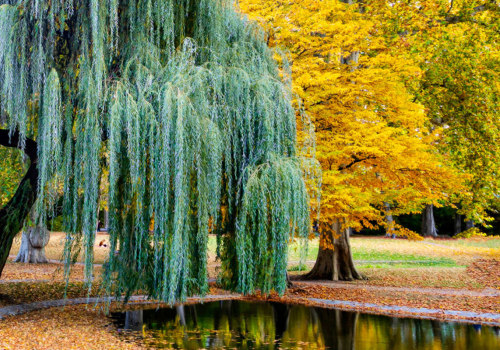 Are weeping willow trees hard to maintain?