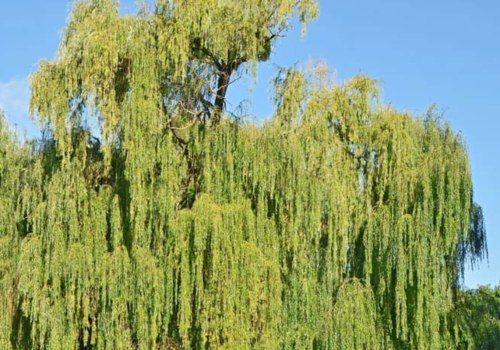 Will a willow tree grow in sandy soil?